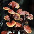 Granel original ganoderma lucidum extrato cogumelo reishi